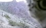 Curious snow leopard investigates a camera trap in India