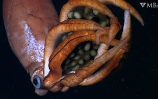 Amazing footage of deep-sea squid carrying eggs might reveal a new species